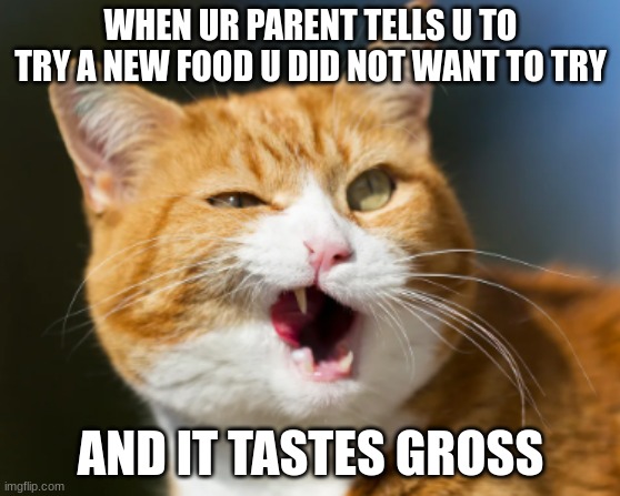 mad cat | WHEN UR PARENT TELLS U TO TRY A NEW FOOD U DID NOT WANT TO TRY; AND IT TASTES GROSS | image tagged in mad,cat,grumpy cat,funny,mad cat,kitty | made w/ Imgflip meme maker