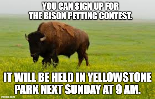 memes by Brad - Sign up for the buffalo petting contest at Yellowstone - humor | YOU CAN SIGN UP FOR THE BISON PETTING CONTEST. IT WILL BE HELD IN YELLOWSTONE PARK NEXT SUNDAY AT 9 AM. | image tagged in funny,fun,buffalo,bison,contest,petting | made w/ Imgflip meme maker