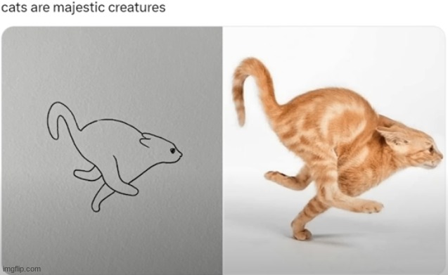 truly majestic | image tagged in cat | made w/ Imgflip meme maker