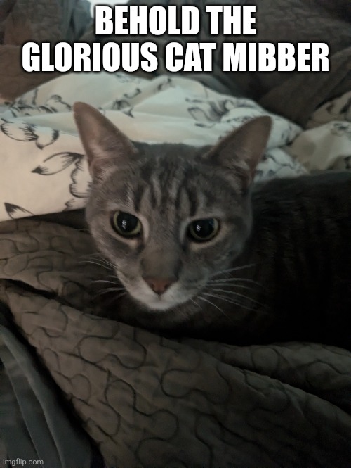 Mibber | BEHOLD THE GLORIOUS CAT MIBBER | image tagged in cats,never gonna give you up,never gonna let you down,never gonna run around,and desert you,rise my glorious creation | made w/ Imgflip meme maker