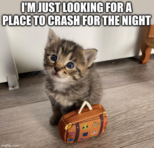 Cat with luggage | I'M JUST LOOKING FOR A PLACE TO CRASH FOR THE NIGHT | image tagged in cat with luggage | made w/ Imgflip meme maker