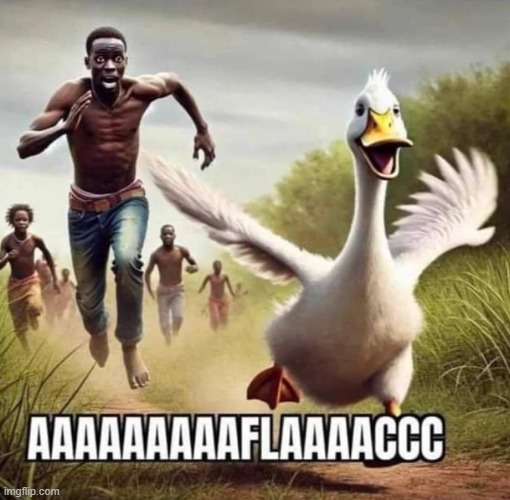 AFLAC | image tagged in aflac,ducks,pets,maga,make america great again,haiti | made w/ Imgflip meme maker