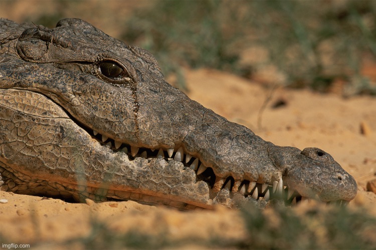 Crocodile Tears | image tagged in crocodile tears | made w/ Imgflip meme maker