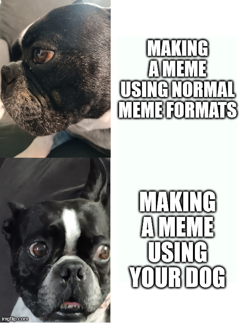 paint.net help creates masterpieces | MAKING A MEME USING NORMAL MEME FORMATS; MAKING A MEME USING YOUR DOG | image tagged in doge hotline bling,drake hotline bling,doggo,dog,idk,oh wow are you actually reading these tags | made w/ Imgflip meme maker