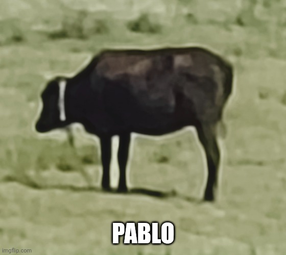 pablo | PABLO | image tagged in cow | made w/ Imgflip meme maker