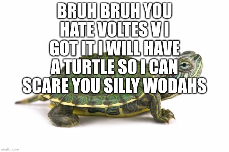 Turtle | BRUH BRUH YOU HATE VOLTES V I GOT IT I WILL HAVE A TURTLE SO I CAN SCARE YOU SILLY WODAHS | image tagged in turtle | made w/ Imgflip meme maker