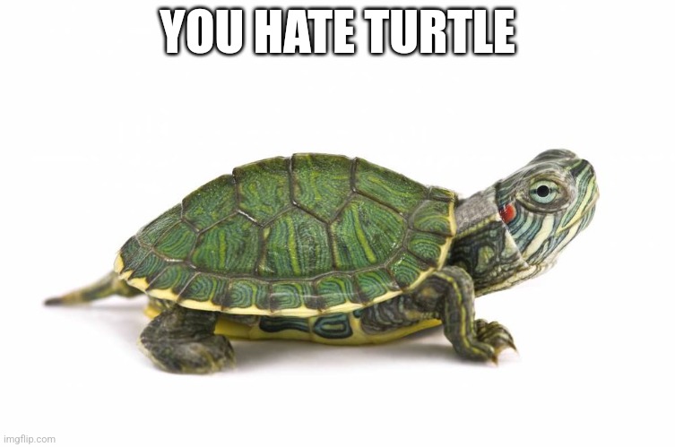 Turtle | YOU HATE TURTLE | image tagged in turtle | made w/ Imgflip meme maker