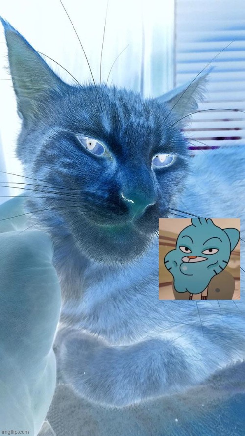 Gumball Car | image tagged in cat,gumball,meme | made w/ Imgflip meme maker