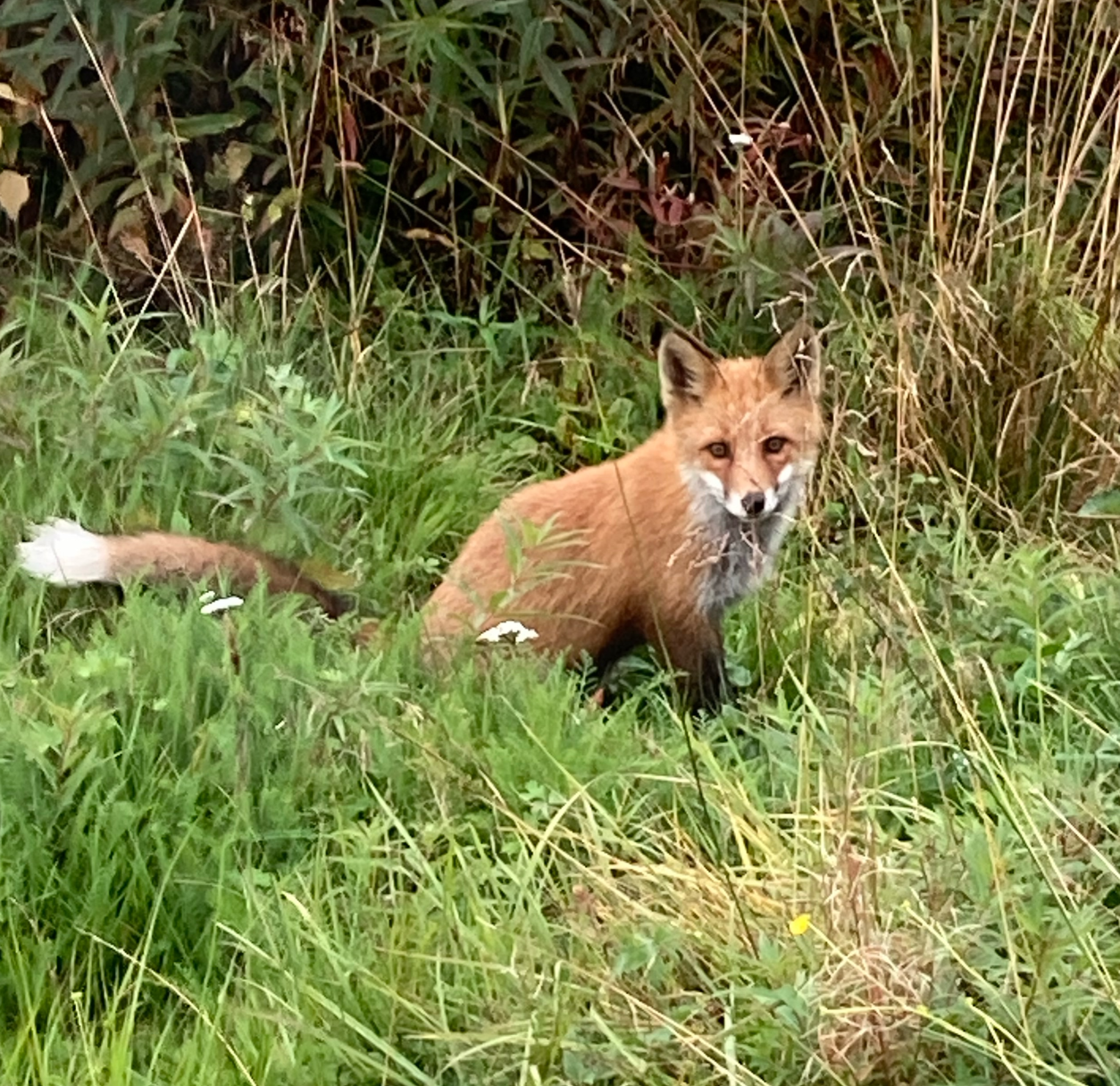 Cute fox Blank Meme Template
