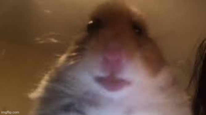 Hahahaha | image tagged in facetime hamster | made w/ Imgflip meme maker