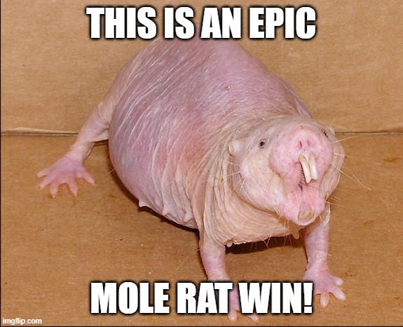 Epic Mole Rat Win | THIS IS AN EPIC; MOLE RAT WIN! | image tagged in memes,epic | made w/ Imgflip meme maker