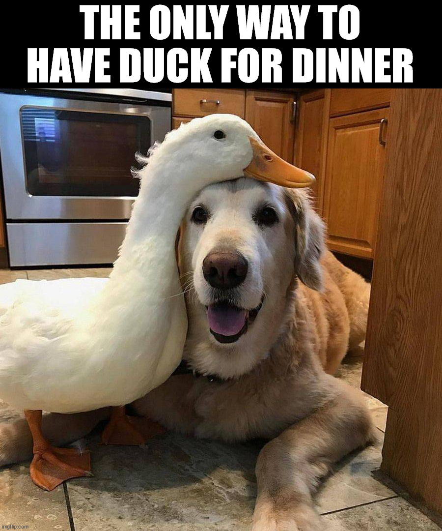 Have them over and not have them | THE ONLY WAY TO HAVE DUCK FOR DINNER | image tagged in ducks | made w/ Imgflip meme maker