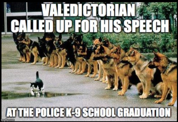 Valedictorian Feline | image tagged in cats | made w/ Imgflip meme maker