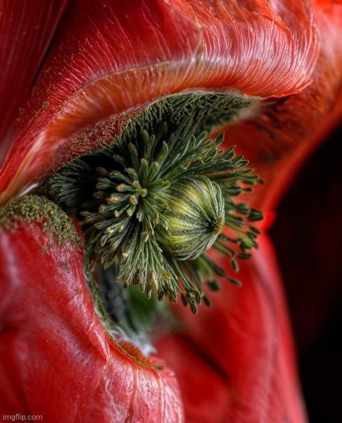 Poppy Flower Eye (macro photo) | image tagged in poppy,flower,eye,awesome,photography | made w/ Imgflip meme maker