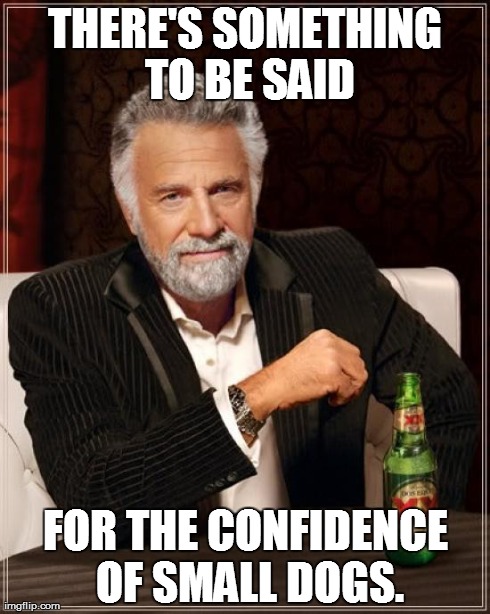 The Most Interesting Man In The World Meme | THERE'S SOMETHING TO BE SAID FOR THE CONFIDENCE OF SMALL DOGS. | image tagged in memes,the most interesting man in the world | made w/ Imgflip meme maker