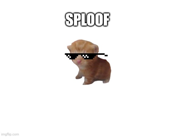 Just act like this is funny | SPLOOF | image tagged in cat | made w/ Imgflip meme maker