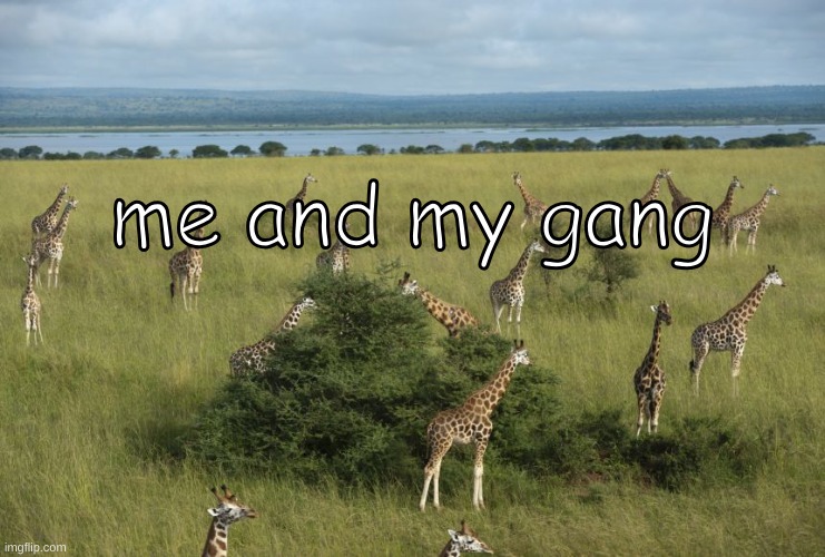 me and my gang giraffes | me and my gang | image tagged in giraffe | made w/ Imgflip meme maker