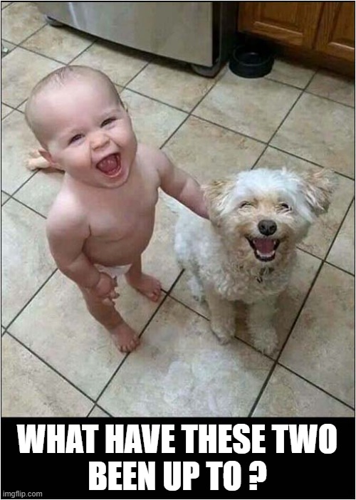 Suspicious Smiles ! | WHAT HAVE THESE TWO
BEEN UP TO ? | image tagged in dogs,suspicious,behaviour,child | made w/ Imgflip meme maker