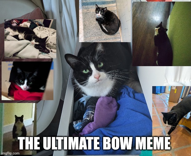 It's a bunch of pictures of Bow | image tagged in cat | made w/ Imgflip meme maker