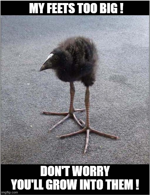 An Odd Looking Chick ! | MY FEETS TOO BIG ! DON'T WORRY
YOU'LL GROW INTO THEM ! | image tagged in chicks,feet,too big | made w/ Imgflip meme maker