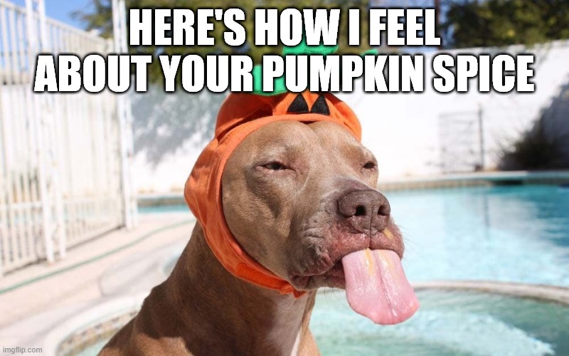 Pumpkin Dog | HERE'S HOW I FEEL ABOUT YOUR PUMPKIN SPICE | image tagged in dogs | made w/ Imgflip meme maker
