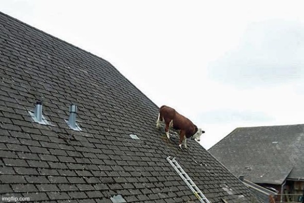 Cow on sloped roof | image tagged in cow on sloped roof | made w/ Imgflip meme maker