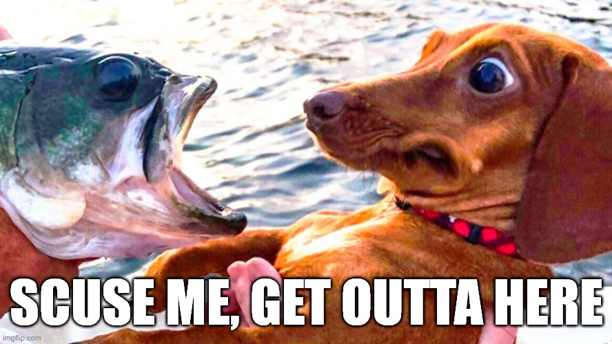 Fish Face | SCUSE ME, GET OUTTA HERE | image tagged in dogs | made w/ Imgflip meme maker
