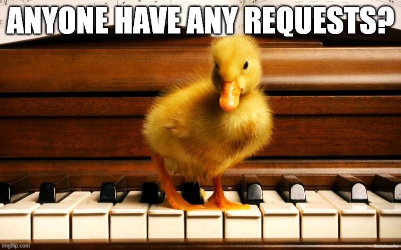 Piano Duck | ANYONE HAVE ANY REQUESTS? | image tagged in ducks | made w/ Imgflip meme maker