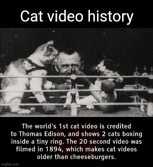 Cat Boxing | Cat video history | image tagged in cat,video,history,first,cat fight,thomas edison | made w/ Imgflip meme maker