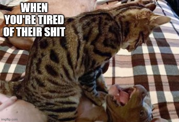 Cat Got your Dog | WHEN YOU'RE TIRED OF THEIR SHIT | image tagged in cats | made w/ Imgflip meme maker