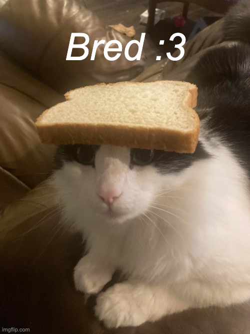 Bred :3 | Bred :3 | image tagged in cat | made w/ Imgflip meme maker