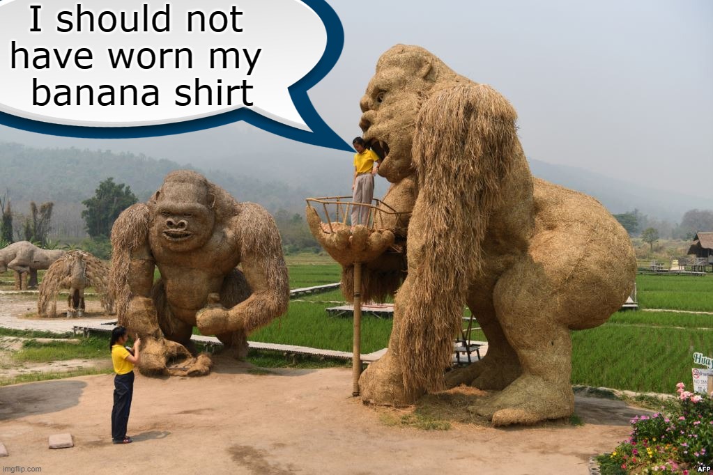 Getting eaten | I should not 
have worn my 
banana shirt | image tagged in gorilla,eating,bananas | made w/ Imgflip meme maker