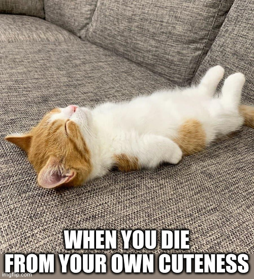 eepy kitty | WHEN YOU DIE FROM YOUR OWN CUTENESS | image tagged in eepy kitty | made w/ Imgflip meme maker