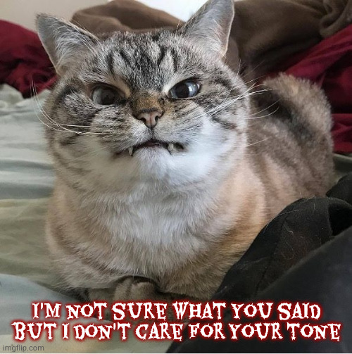 Wut Kitty | I'm not sure what you said but I don't care for your tone | image tagged in wut kitty | made w/ Imgflip meme maker