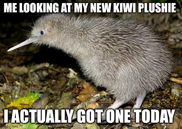 Le carne humanda | ME LOOKING AT MY NEW KIWI PLUSHIE; I ACTUALLY GOT ONE TODAY | image tagged in kiwi | made w/ Imgflip meme maker