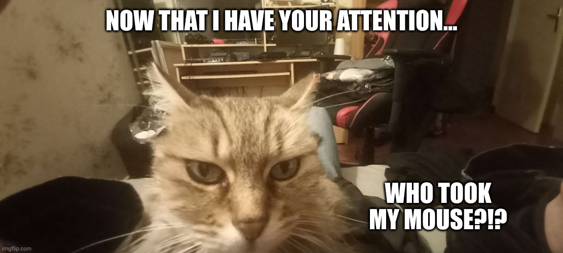 Who is the THIEF?!? | NOW THAT I HAVE YOUR ATTENTION... WHO TOOK MY MOUSE?!? | image tagged in belle the cat,memes,mouse trap,missing mouse,gamer cat,death stare | made w/ Imgflip meme maker