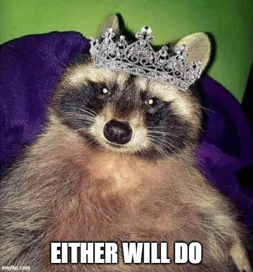 Princess raccoon | EITHER WILL DO | image tagged in princess raccoon | made w/ Imgflip meme maker