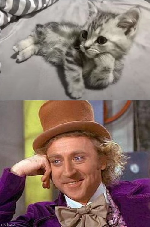 Kitty Wonka and the Catnip Factory | image tagged in cats,creepy condescending wonka | made w/ Imgflip meme maker