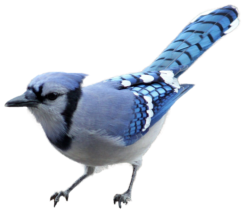 BLUE JAY Blank Meme Template