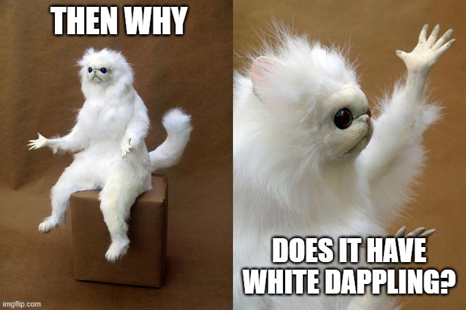 Persian Cat Room Guardian Meme | THEN WHY DOES IT HAVE WHITE DAPPLING? | image tagged in memes,persian cat room guardian | made w/ Imgflip meme maker