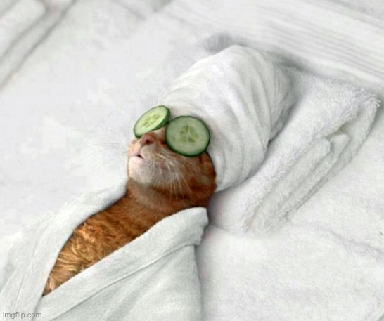 Relaxicat | image tagged in relaxicat | made w/ Imgflip meme maker