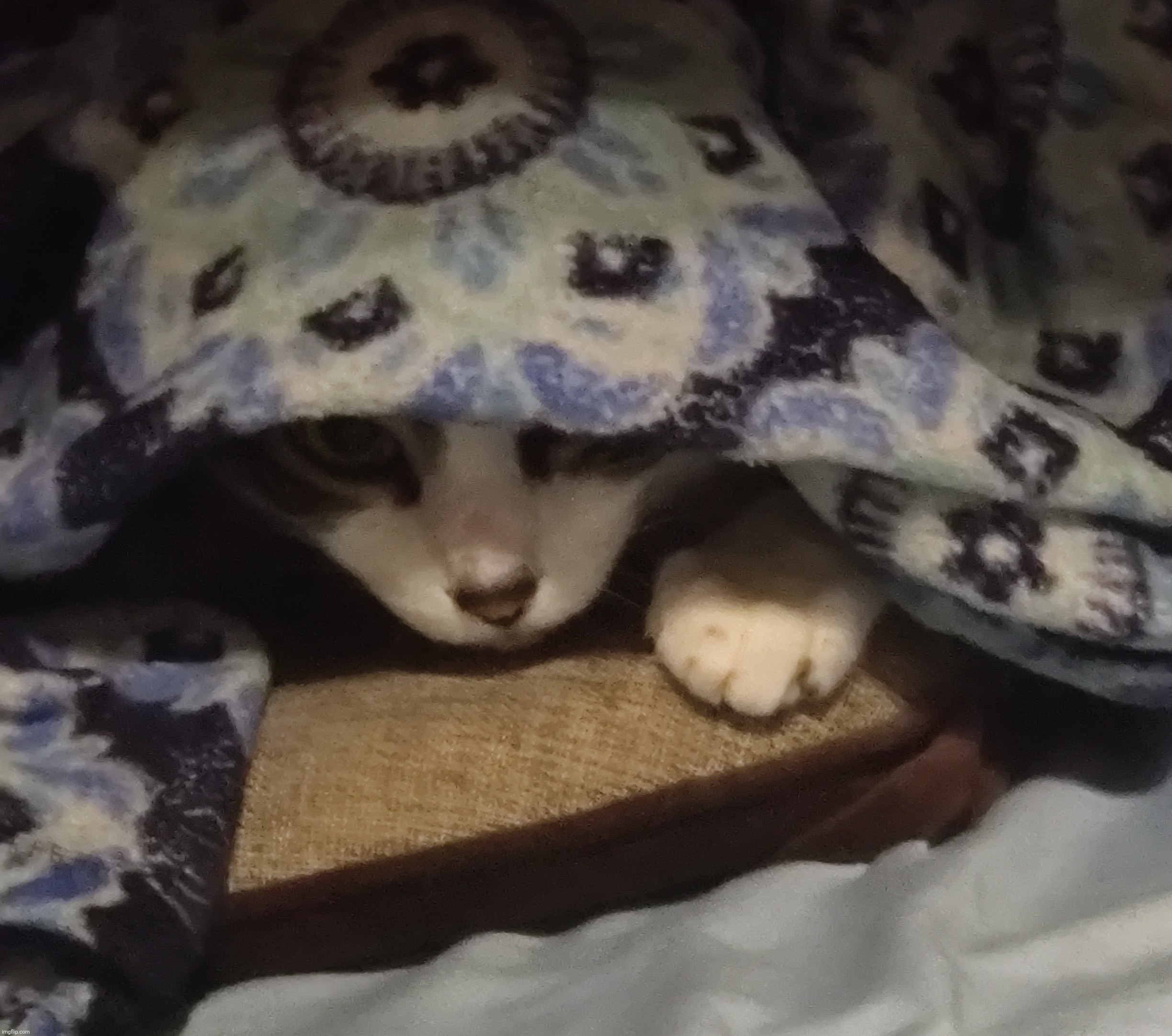 More blanket kitty | made w/ Imgflip meme maker