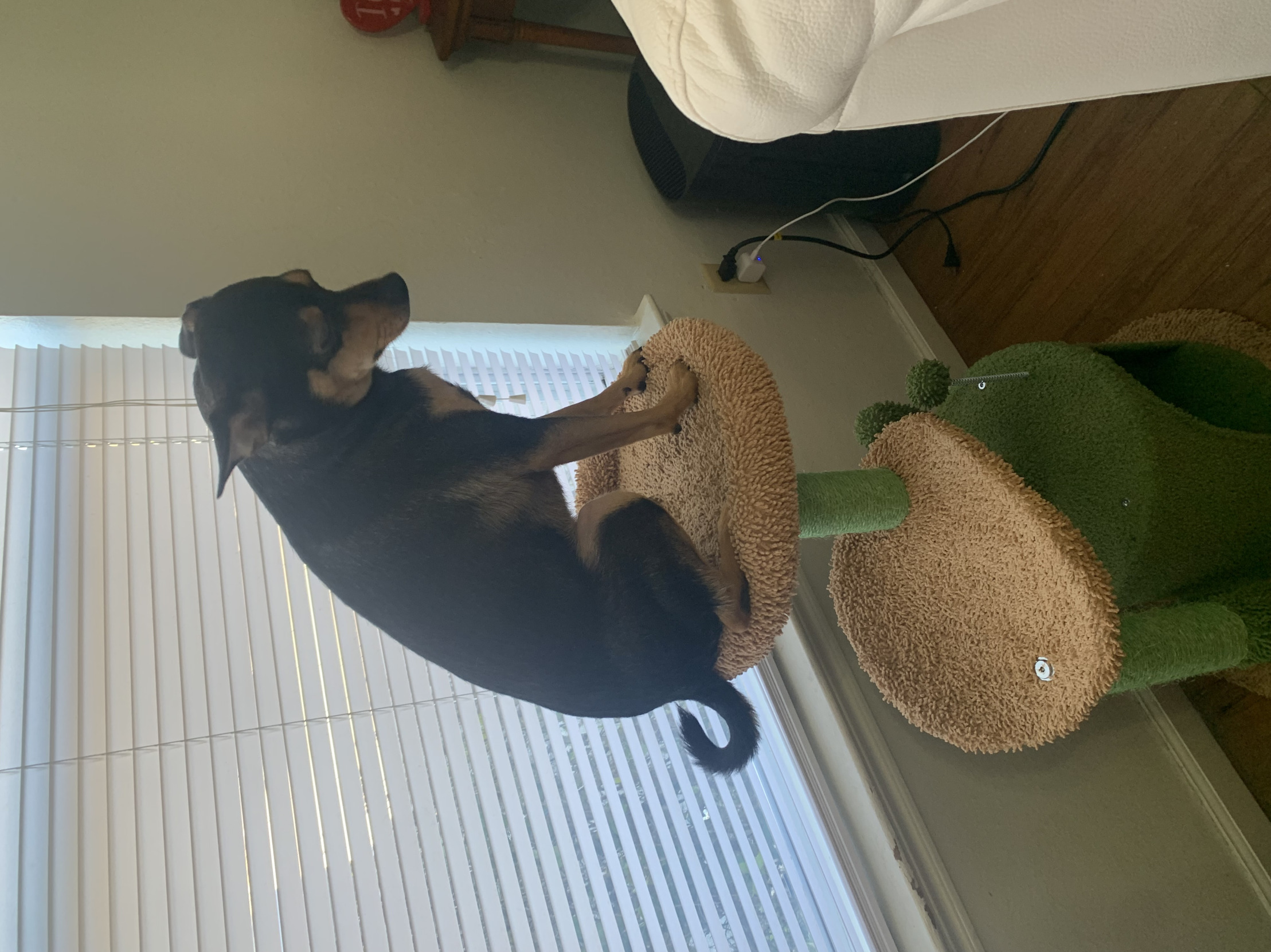 Dog contemplating life Blank Meme Template