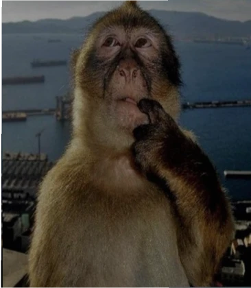 thinking monkey Blank Meme Template