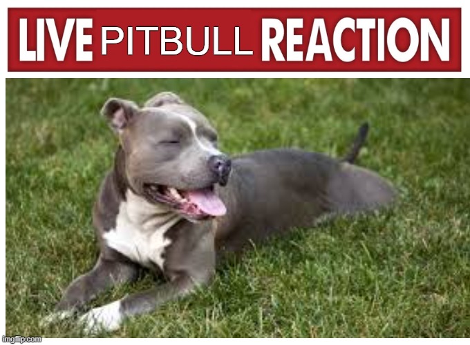 Live reaction | PITBULL | image tagged in live reaction | made w/ Imgflip meme maker