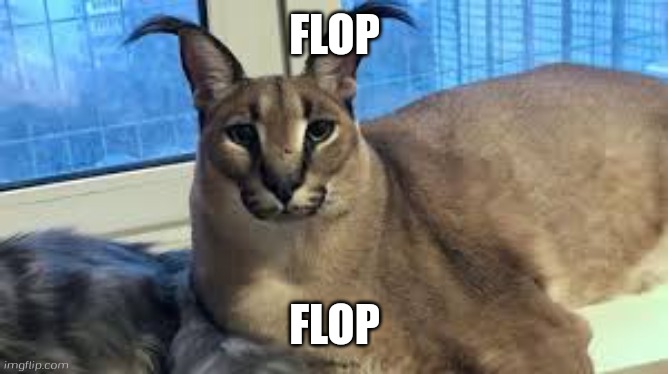 flop. | FLOP; FLOP | image tagged in floppa | made w/ Imgflip meme maker