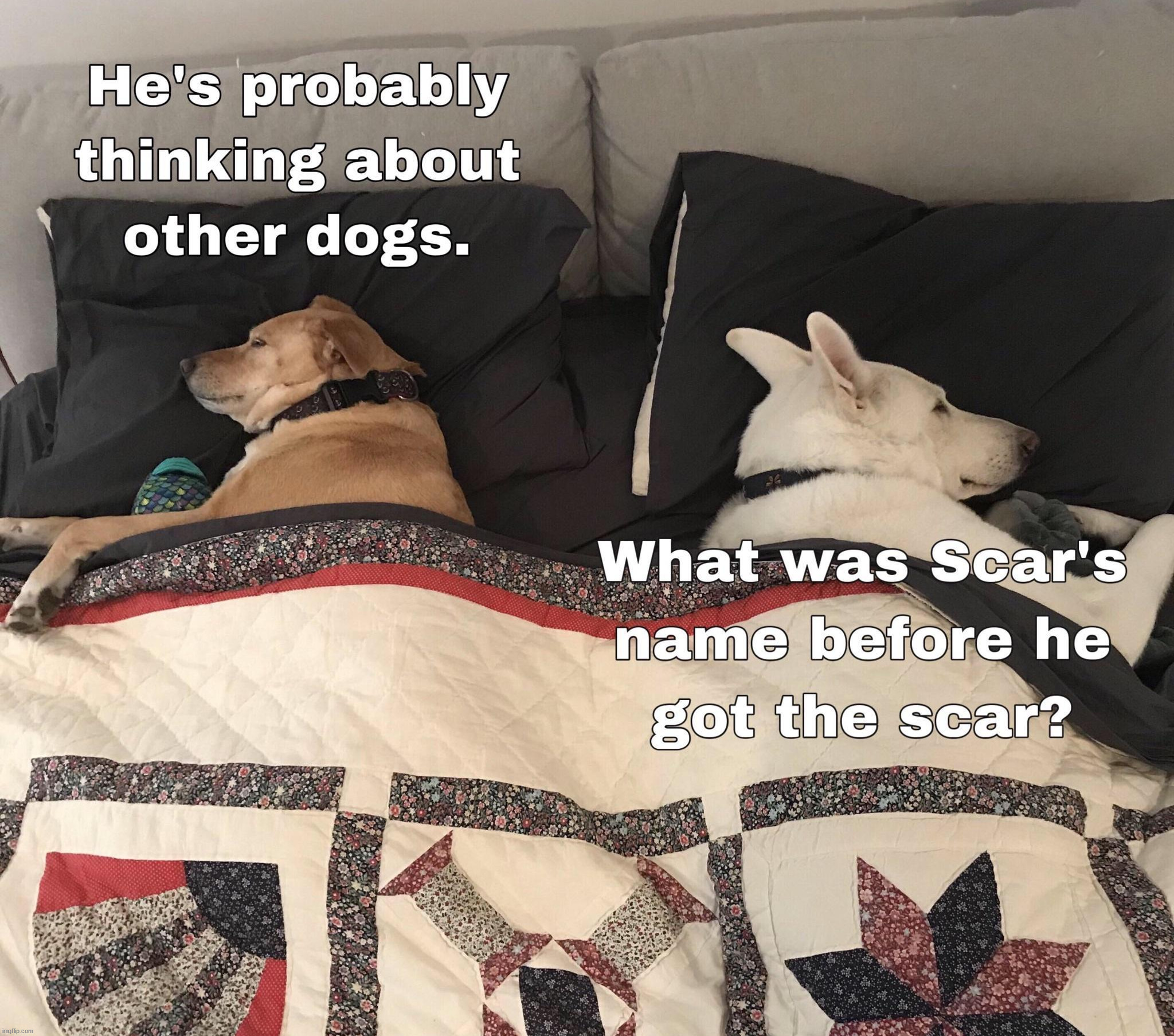 Thinking about | image tagged in dogs | made w/ Imgflip meme maker