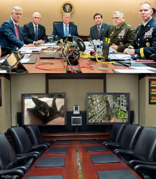 Situation Room | image tagged in memes,x x everywhere,political meme,cats | made w/ Imgflip meme maker