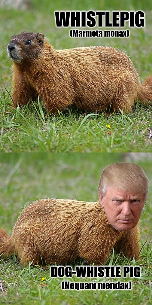 When confronted with a choice between destructive vermin, I'ma take the one that hasn't tried to overthrow the U.S. | WHISTLEPIG; (Marmota monax); DOG-WHISTLE PIG; (Nequam mendax) | image tagged in groundhog,trump unfit unqualified dangerous,lying,racist,subversionist,dumpster fire | made w/ Imgflip meme maker