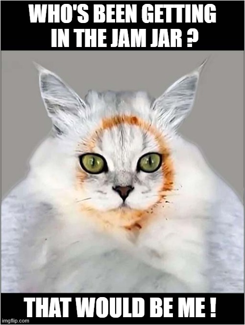 No Regrets ! | WHO'S BEEN GETTING
 IN THE JAM JAR ? THAT WOULD BE ME ! | image tagged in cats,jam,theft,no regrets | made w/ Imgflip meme maker